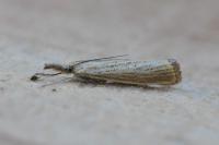 Agriphila straminella