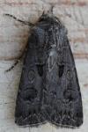 Agrotis bigramma