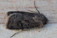 Agrotis bigramma