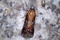 Uncinus obductellus