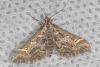 Diasemia reticularis