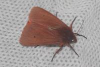 Phragmatobia fuliginosa