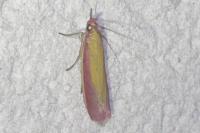 Oncocera semirubella