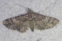 Gymnoscelis rufifasciata