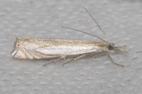 Crambus pascuella