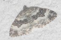 Epirrhoe alternata