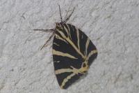 Euplagia quadripunctaria