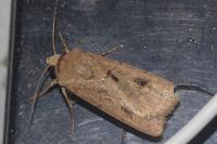 Agrotis exclamationis exclamationis