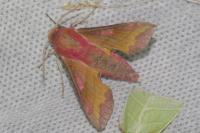 Deilephila porcellus