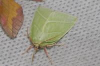 Pseudoips prasinanus