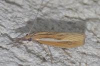 Agriphila tristella