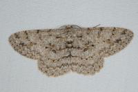 Hypomecis punctinalis