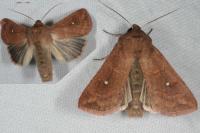 Mythimna albipuncta