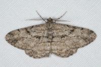 Peribatodes rhomboidaria rhomboidaria