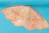 Cyclophora punctaria