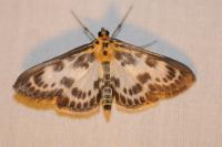Anania hortulata