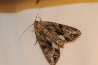 Apamea monoglypha monoglypha