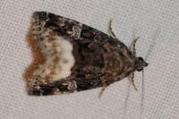 Deltote pygarga