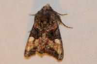Euplexia lucipara