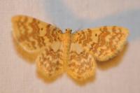 Hydrelia flammeolaria