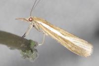 Agriphila tristella