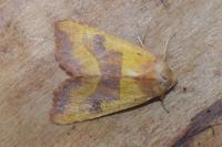 Atethmia centrago