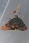 Noctua janthe/janthina