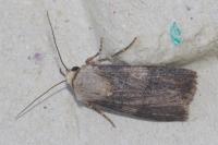 Agrotis puta
