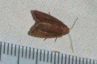 Coenobia rufa