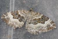 Epirrhoe alternata