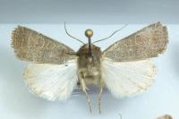 Hoplodrina ambigua