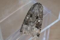 Agrotis trux