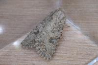 Anarta trifolii