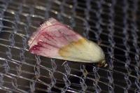 Eublemma purpurina