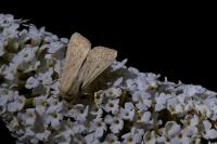 Mythimna vitellina
