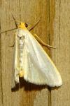 Eilema caniola