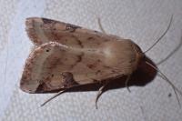 Heliothis peltigera