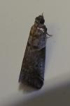 Acrobasis glaucella/fallouella