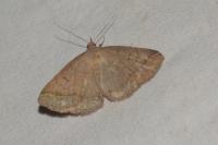 Zanclognatha lunalis
