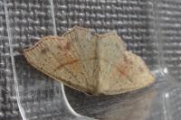 Cyclophora punctaria
