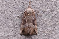 Hypena rostralis