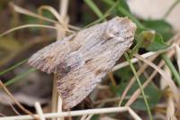 Apamea lithoxylaea