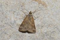 Pyrausta despicata