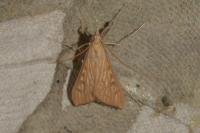 Antigastra catalaunalis