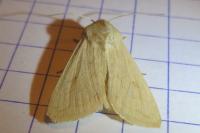 Mythimna vitellina