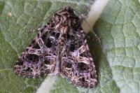 Sideridis rivularis