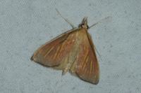 Nascia cilialis