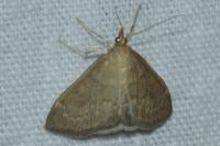 Anania fuscalis