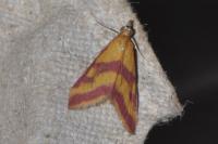 Pyrausta sanguinalis