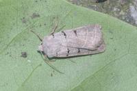 Eugnorisma glareosa
